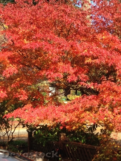 Devostock Autumn Leaves Maple Tree