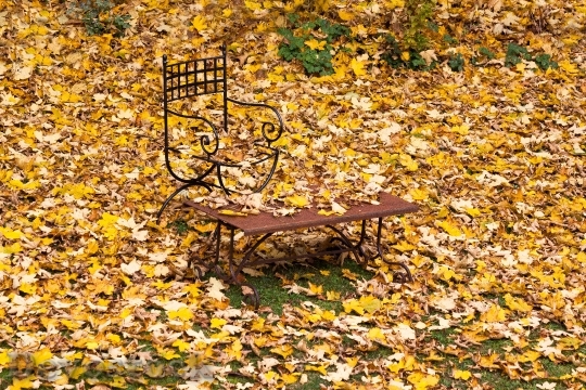 Devostock Autumn Leaves Maple Yellow