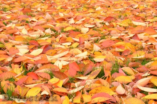 Devostock Autumn Leaves Maroon Natural
