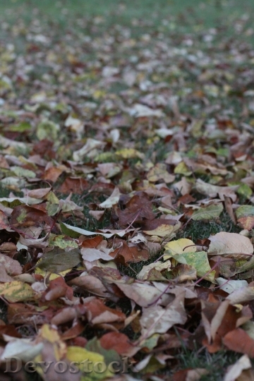 Devostock Autumn Leaves Meadow Brown