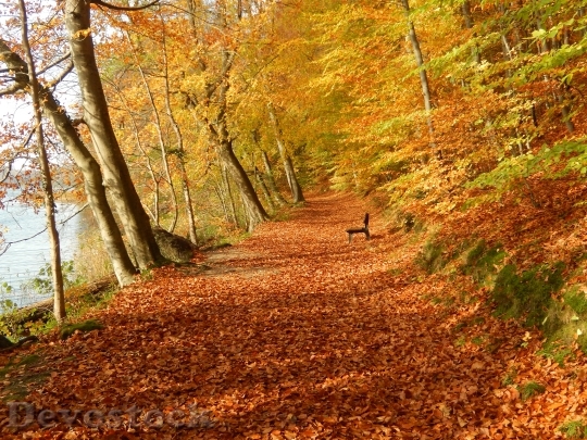 Devostock Autumn Leaves Mecklenburg 1226059
