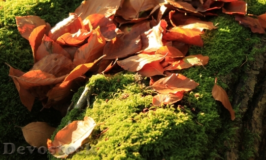 Devostock Autumn Leaves Moss Wood