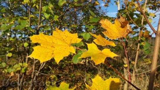 Devostock Autumn Leaves Nature 1114014