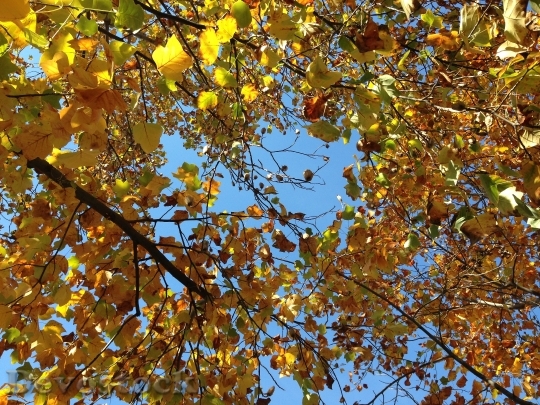 Devostock Autumn Leaves Nature 1622812