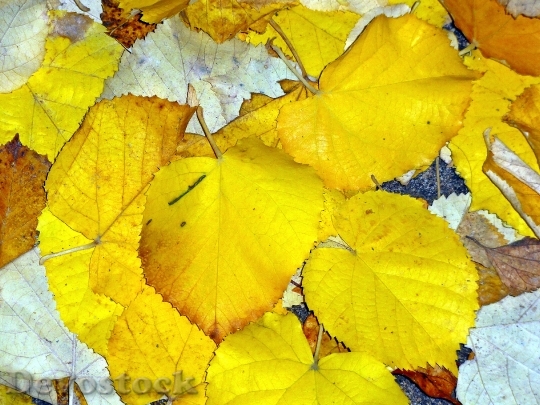 Devostock Autumn Leaves Nature Fall 0