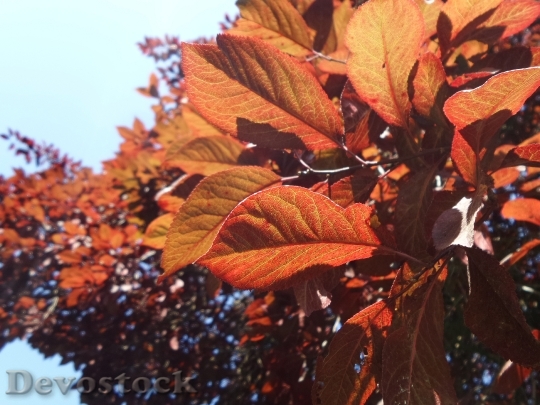 Devostock Autumn Leaves Nature Orange