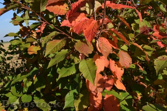 Devostock Autumn Leaves Nature Season