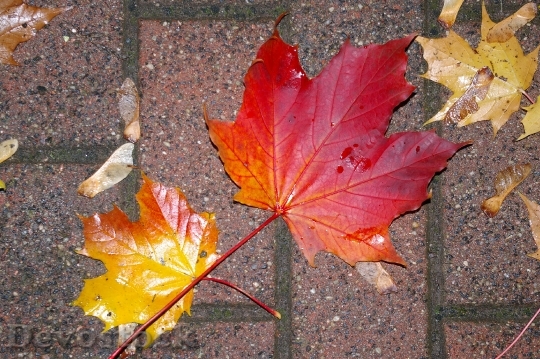 Devostock Autumn Leaves Nature Wet 0