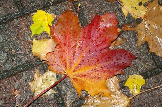 Devostock Autumn Leaves Nature Wet