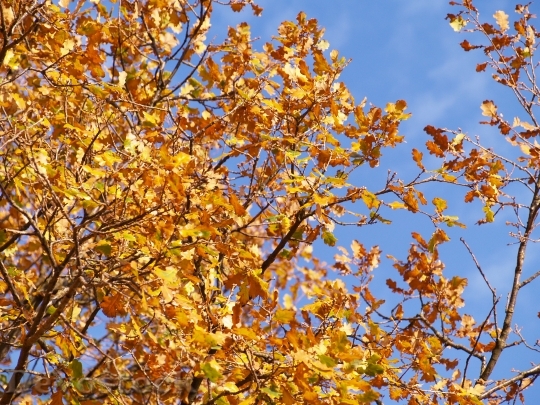 Devostock Autumn Leaves Oak Golden