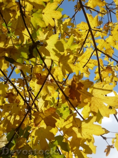 Devostock Autumn Leaves October Nature