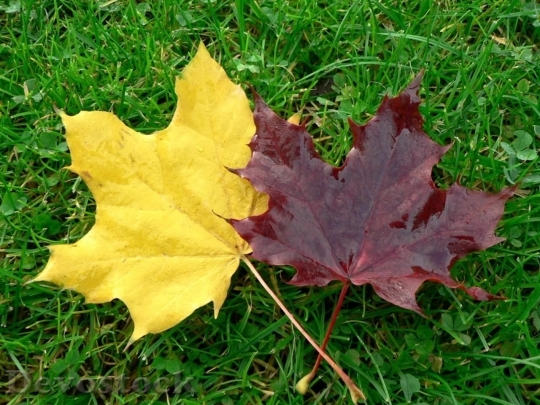 Devostock Autumn Leaves On Grass