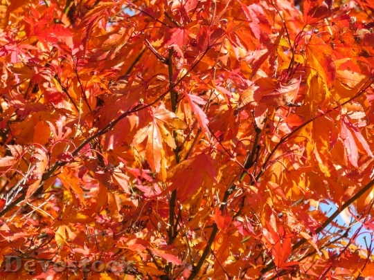 Devostock Autumn Leaves On Tree