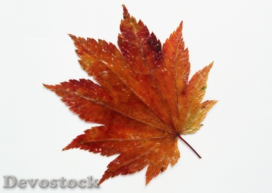 Devostock Autumn Leaves On Wooden
