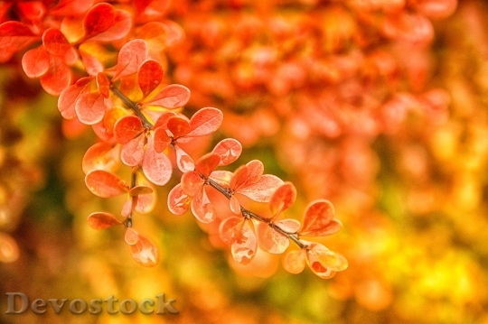 Devostock Autumn Leaves Orange Yellow
