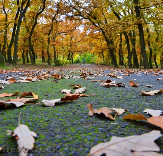 Devostock Autumn Leaves Park 527428