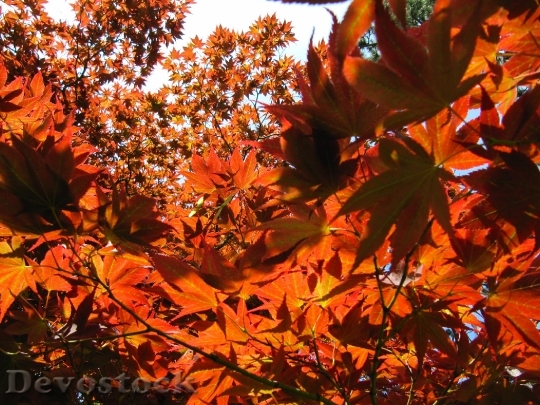 Devostock Autumn Leaves Png