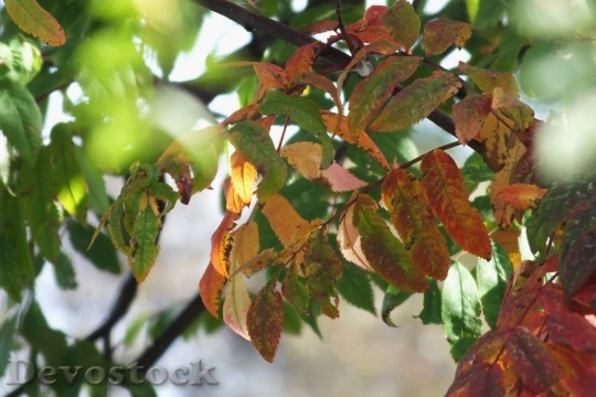 Devostock Autumn Leaves Red 687801