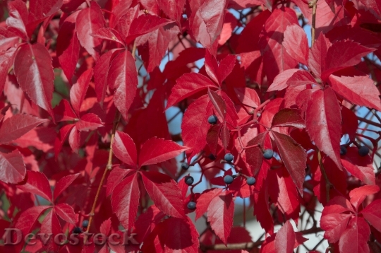 Devostock Autumn Leaves Red Berries