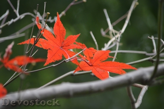 Devostock Autumn Leaves Red Color