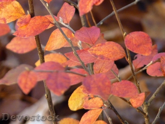Devostock Autumn Leaves Red Colorful