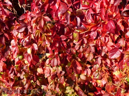 Devostock Autumn Leaves Red Coloring