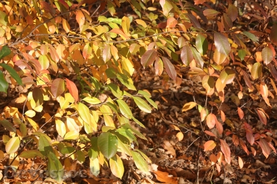 Devostock Autumn Leaves Red Gold