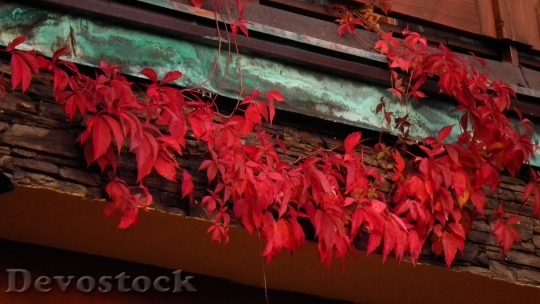 Devostock Autumn Leaves Red Nature