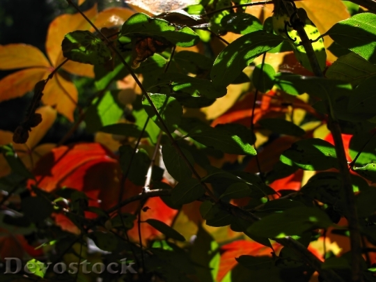 Devostock Autumn Leaves Red Yellow