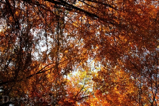 Devostock Autumn Leaves Roof Leaf
