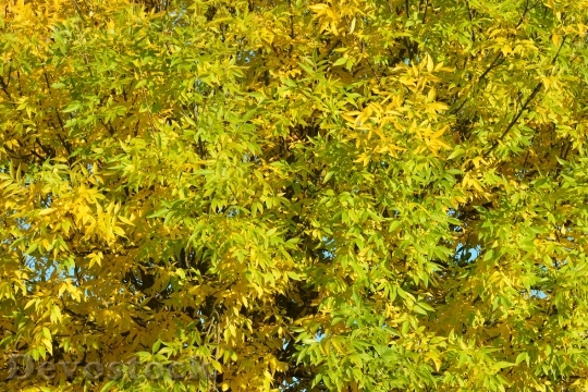 Devostock Autumn Leaves Season Colors