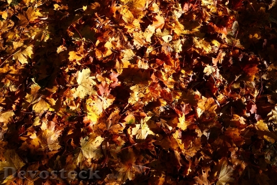 Devostock Autumn Leaves Season Fall 0