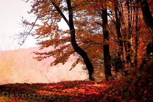 Devostock Autumn Leaves Season Fall