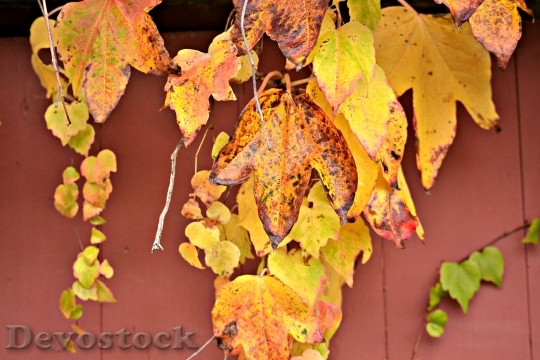 Devostock Autumn Leaves Season Nature 0