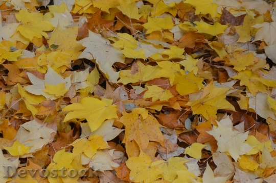 Devostock Autumn Leaves Season Nature