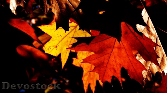 Devostock Autumn Leaves Seasons Red