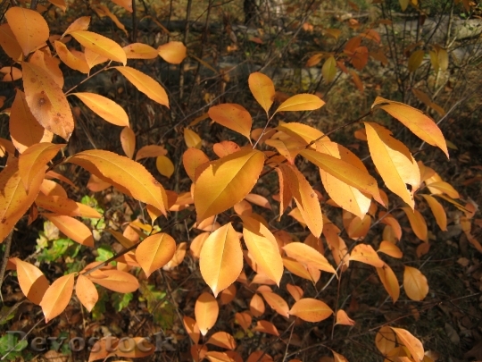 Devostock Autumn Leaves Shiny Fall