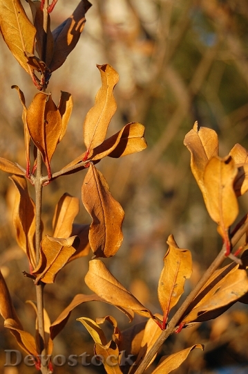 Devostock Autumn Leaves Shriveled 830673