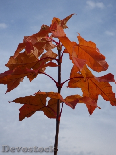 Devostock Autumn Leaves Staining Maple