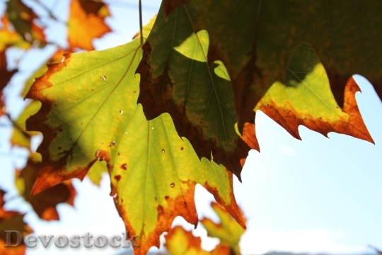 Devostock Autumn Leaves Sun Leaf