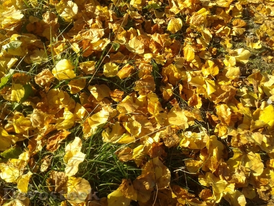 Devostock Autumn Leaves Sunlight Season