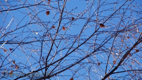 Devostock Autumn Leaves Tree Blue