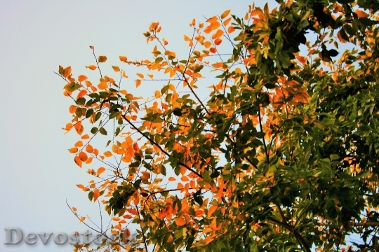 Devostock Autumn Leaves Tree Leaves