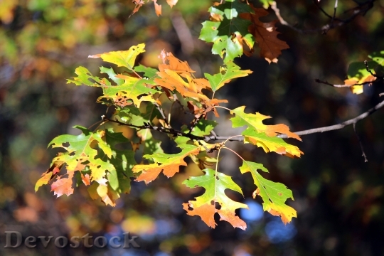 Devostock Autumn Leaves Tree Nature 1