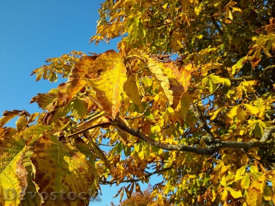 Devostock Autumn Leaves Tree Nature