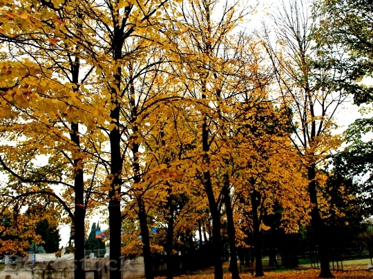 Devostock Autumn Leaves Tree Park