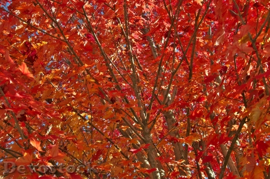 Devostock Autumn Leaves Tree Red