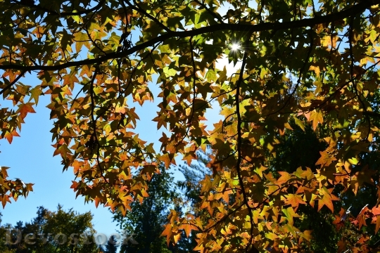 Devostock Autumn Leaves Tree Sunshine