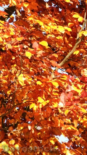 Devostock Autumn Leaves Tree Yellow