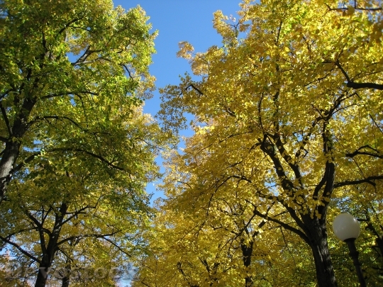 Devostock Autumn Leaves Trees Colorful